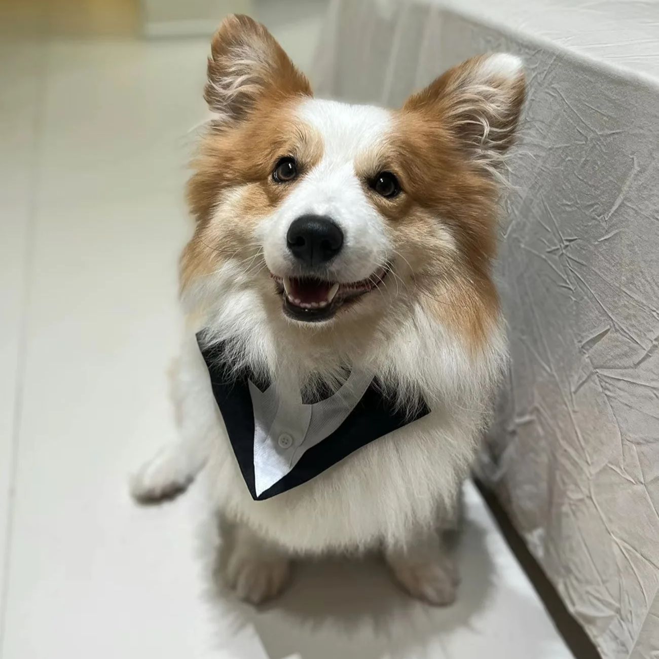 Suit Supply Wedding Party - Pet Dog Clothes Fashion Party Show